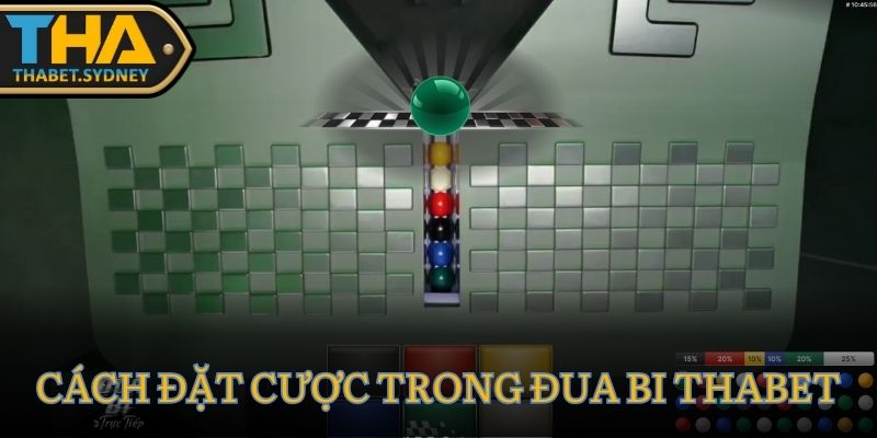 Đua Bi Thabet: Game live casino dự đoán bi về đích siêu vui 3 Cách đặt cược trong Đua Bi Thabet